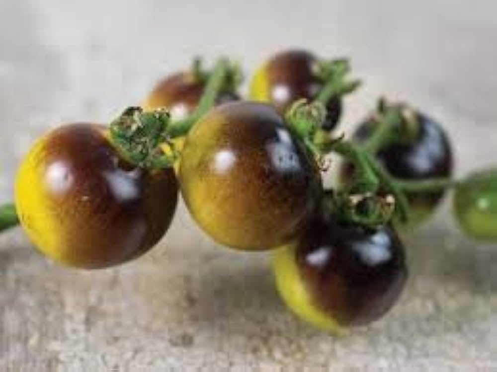 Wagner - Blue-Green for planting in home garden